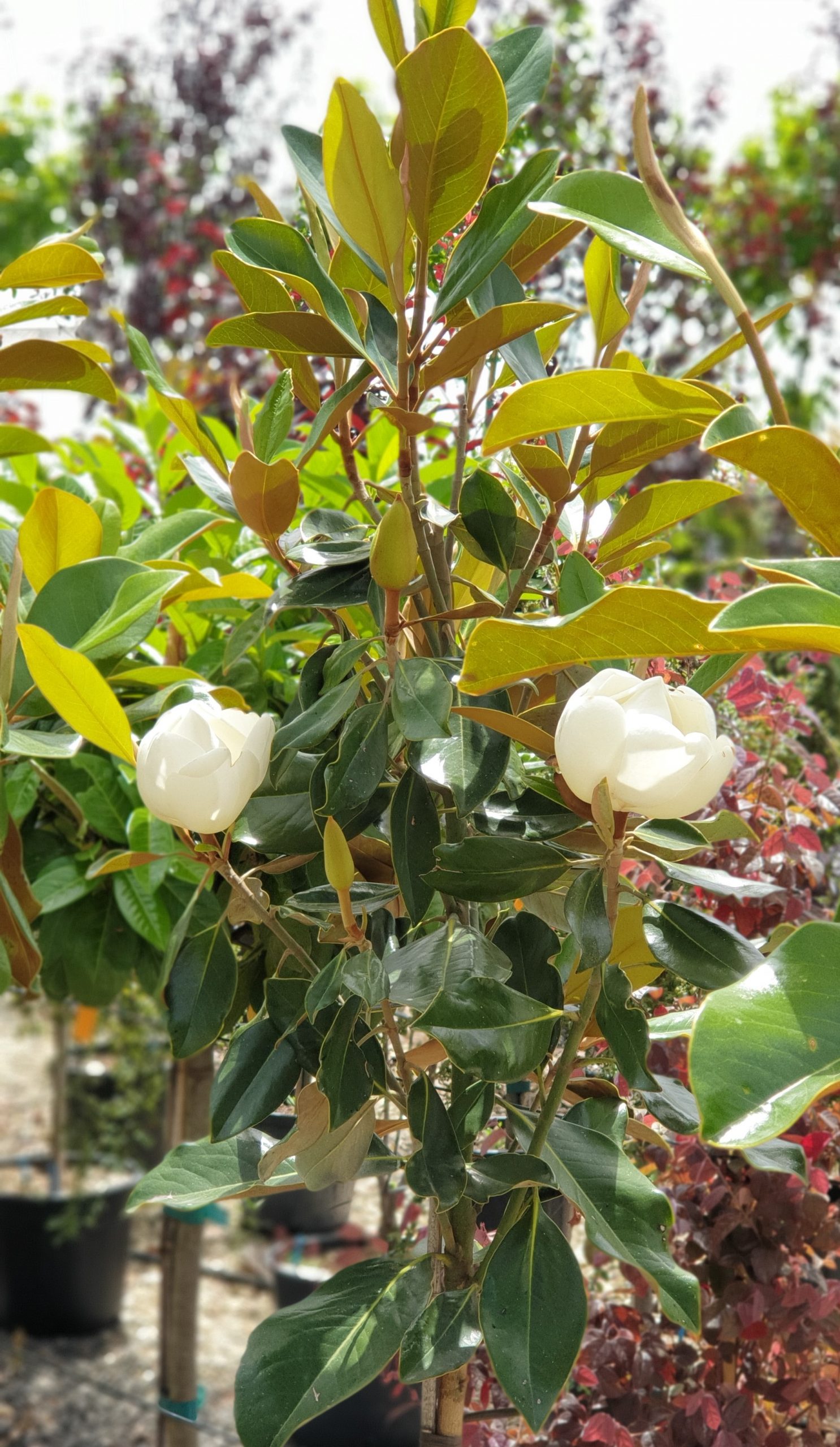 Magnolia Grandiflora - copac 250cm