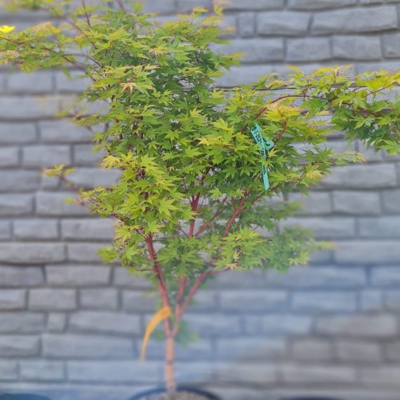 Acer Palmatum Sango Kaku - Coral Bark
