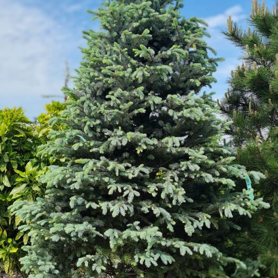 Picea Pungens Fat Albert- 300 cm, Tuns Conic